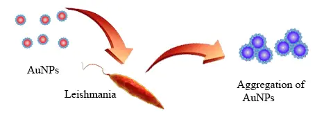 Gold nanoparticles and Leishmania detection