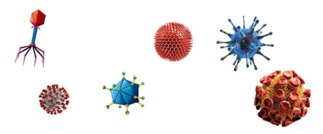 Viral nanoparticles (VLPs)